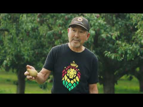 Pear Growers Describe the Bosc Pear