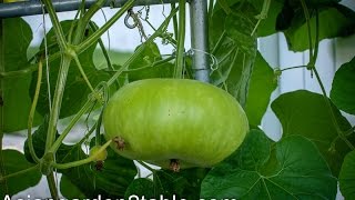 How to grow bottle gourd （葫芦/瓠瓜）