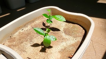 Growing Grapefruit Trees from Seeds, Days 0-75