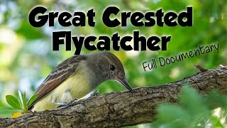 The Great Crested Flycatcher documentary, food, habitat, behavior, and more!