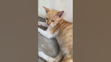 Thumbnail of Oyen #shortvideo #cat #music #song #kucing #kucingorens #kucingkampung #catshorts #catlovers #shorts