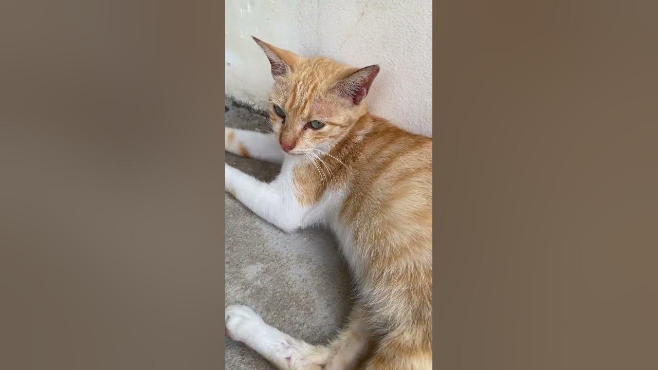 Oyen #shortvideo #cat #music #song #kucing #kucingorens #kucingkampung #catshorts #catlovers #shorts