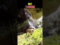 猫の一人称視点