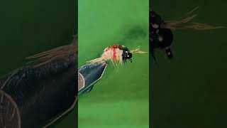 gammarus