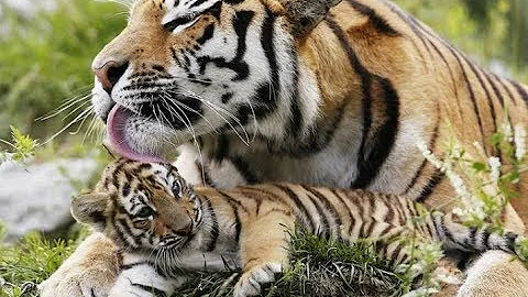 Qual é a personalidade de um tigre?