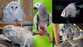 25+ Grey Animals in the world / Grey colour animals / Grey Birds / Grey parrot / Gray animals by BEAUTIFUL WORLD 1,199 views 1 year ago 53 seconds