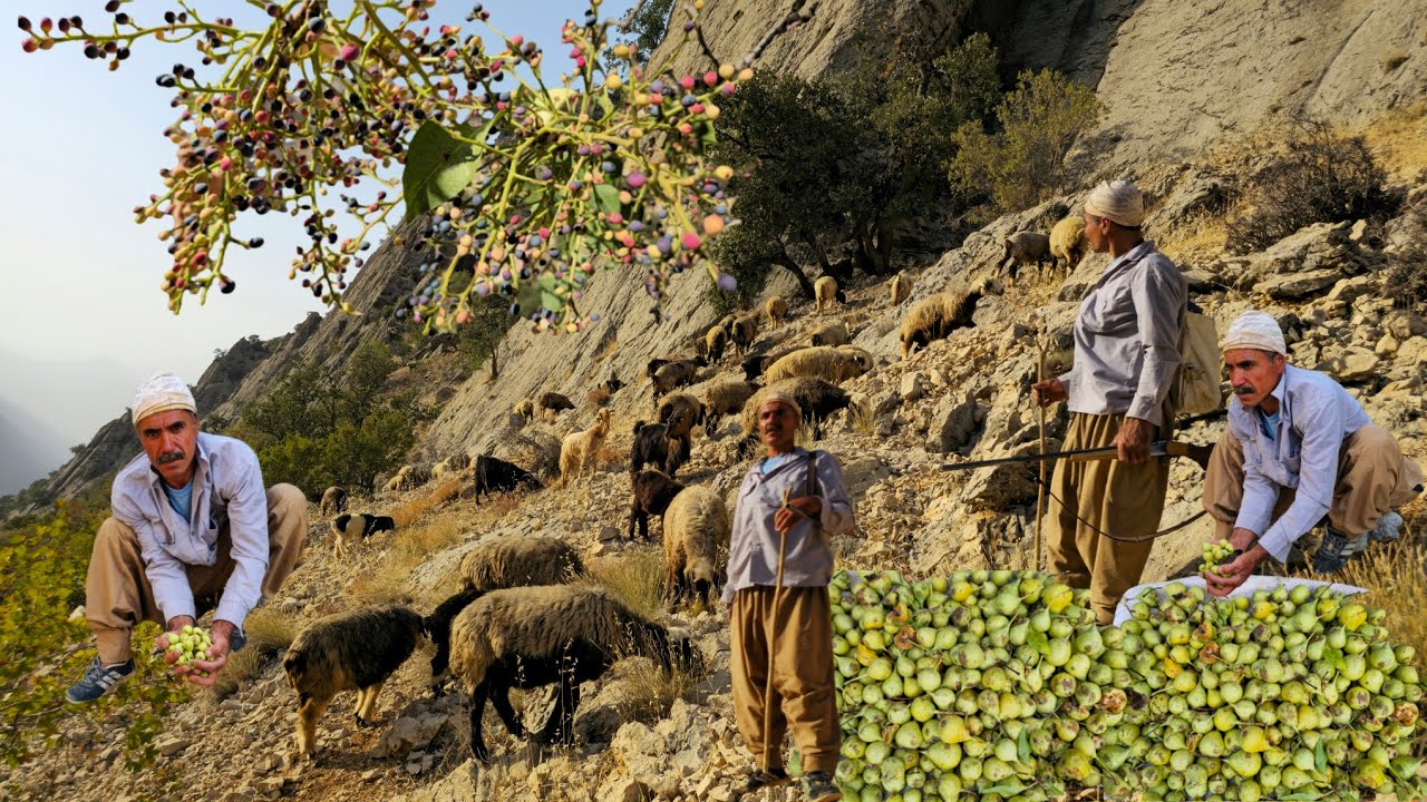 Nomadic culture🍐| IRAN nomadic life: Daily routine village life of Iran | Nomadic lifestyle of Iran🌄