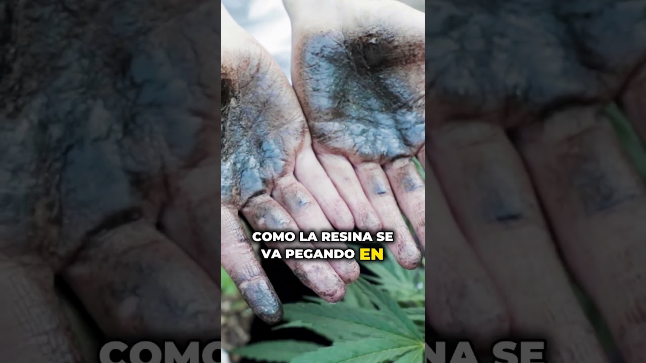 Charas: Hachís Hecho a Mano I ¿Qué es y de dónde Proviene?