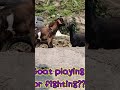Goat playing! Goat fight!funny video
