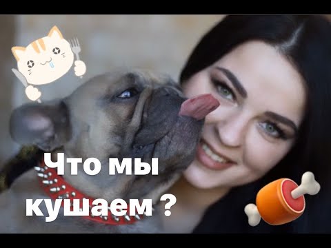 Французский бульдог кормление в нашем питомнике