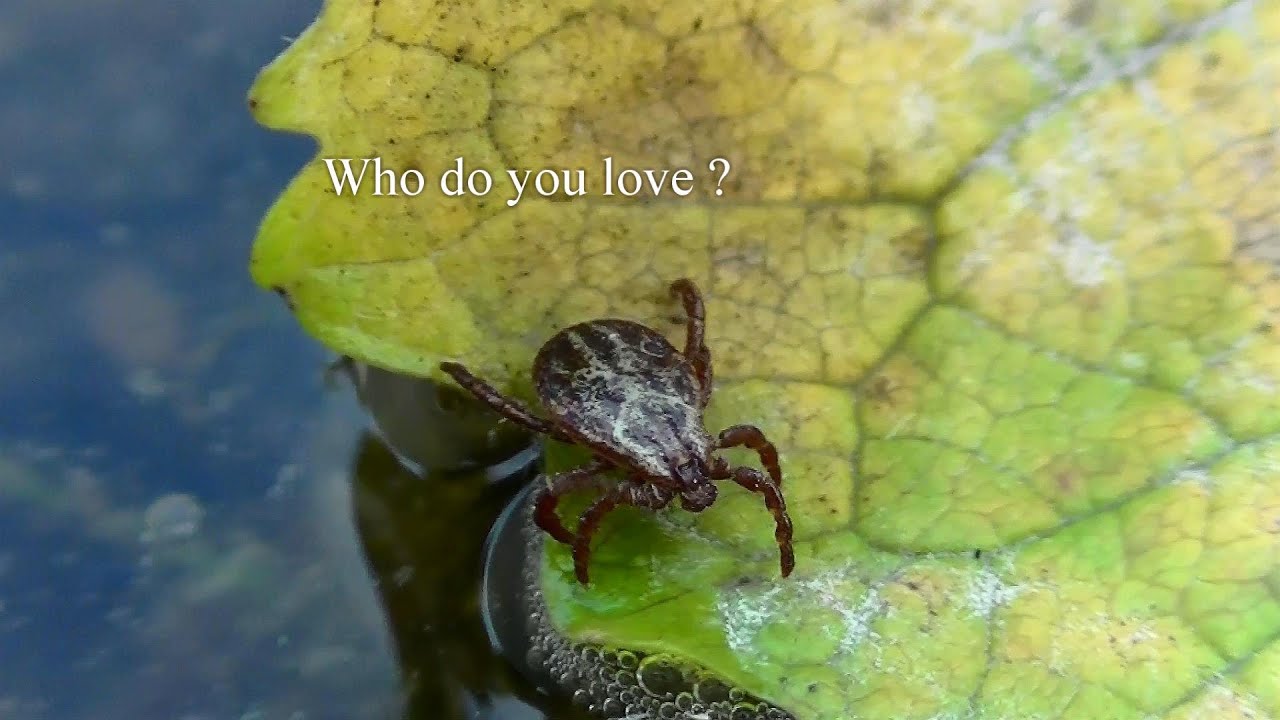 Focus on algae - macro video - YouTube