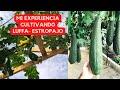 PLANTAR LUFFA- ESTROPAJO EN CASA - CONSEJOS Y EXPERIENCIA