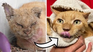 AMEOWZING Rescued Ginger Cat Glow Up! 🧡 by Cat Man Chris 63,896 views 2 years ago 3 minutes, 14 seconds