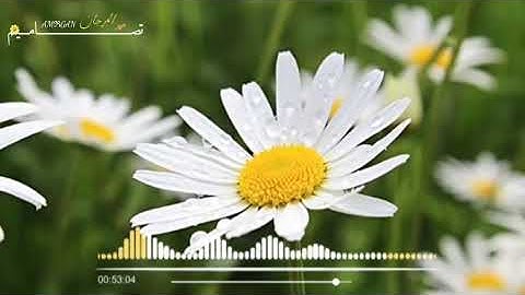 تلاوة من سورة النبأ •|• القارئ معاذ العيد 🍃🌼