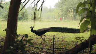 Peacock Passing By || Short Video Clips || Copyright Free Videos screenshot 5