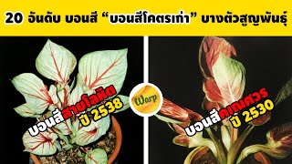 20 อันดับ บอนสีโคตรเก่า หากดูยาก บางตัวสูญพันธุ์ไปเเล้ว เหลือไว้เเต่รูปให้ดู (บอนสีไทยโบราณ)