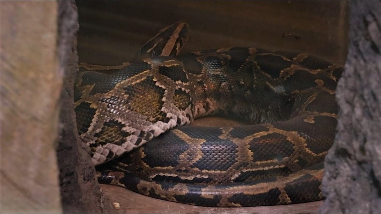 Burmese Python Slithering and Breathing - YouTube