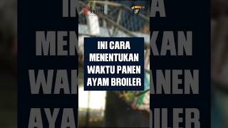 CARA TENTUKAN WAKTU PANEN BROILER!