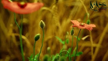 تلاوة جميلة للشيخ ياسر الدوسري من سورة الحجر