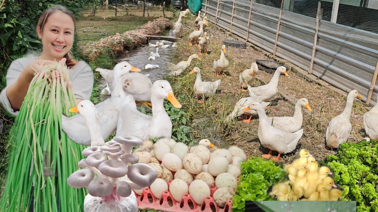 สาววิศวะกรโรงงาน ทำเกษตรปลดหนี้ใช้พื้นที่ 1ไร่ รายได้เป็นล้าน!!!