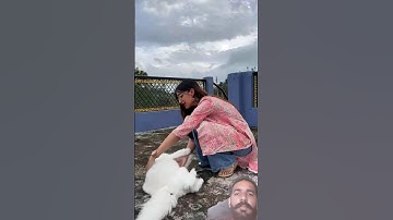 Max ne Maara😨 #minivlog #vlog #funny #comedy #trending #viral #myfirstvlog #grwn #pets #ytshorts