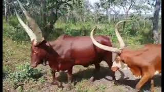 LIMBU LUCHAGULA UJUMBE WA JOHN MAVEJA VIDEO 4K DIRECTOR NCHEMBA STUDIO 2025