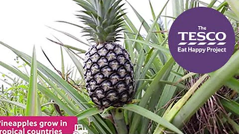 Prickly Pineapples: what is a pineapple? - DayDayNews