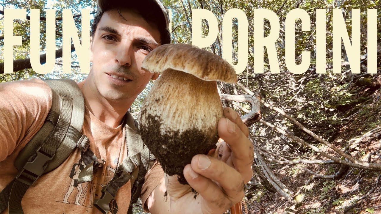 Funghi porcini DOPO PIOGGIA E VENTO… Tra i faggi dove osano le aquile