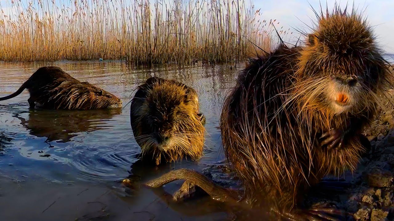 НУТРИЯ на Каспии зимой: поведение и голос | Film Studio Aves