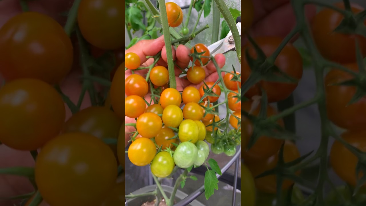 First tomato harvest grown inside the garage