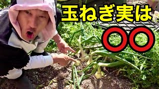 玉ねぎを畑のこの場所に植えると。。。　【園芸超人カーメン君】