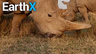 Meet The Last Northern White Rhinos | De-Extinction: Species Protection 2.0? | EarthX