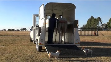 Trailer loading with a clicker 2