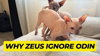 Why Zeus Ignore His Son Odin? by Royal Animals 👑 1,229 views 6 months ago 1 minute, 24 seconds