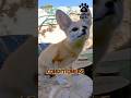 Meet the cute desert fox 🦊💖 #facts #shorts #animals