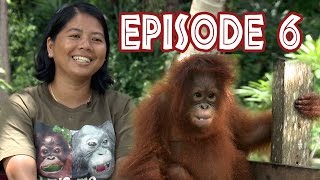 We Love Orangutans - "Animal Welfare Assistant, May Sumarnae"