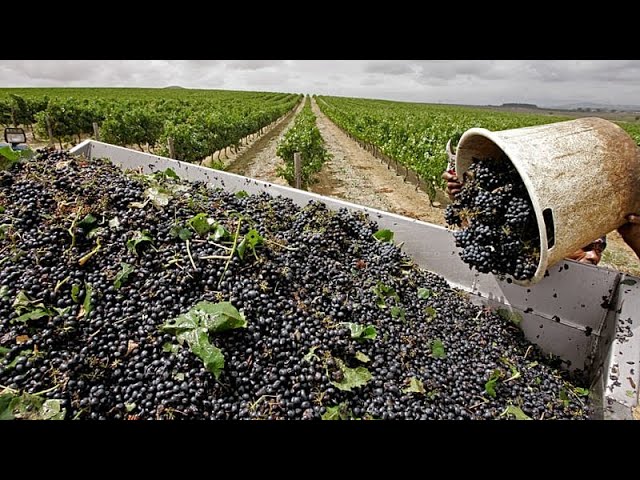 South Africa's winegrowers working to stay one step ahead of warming planet