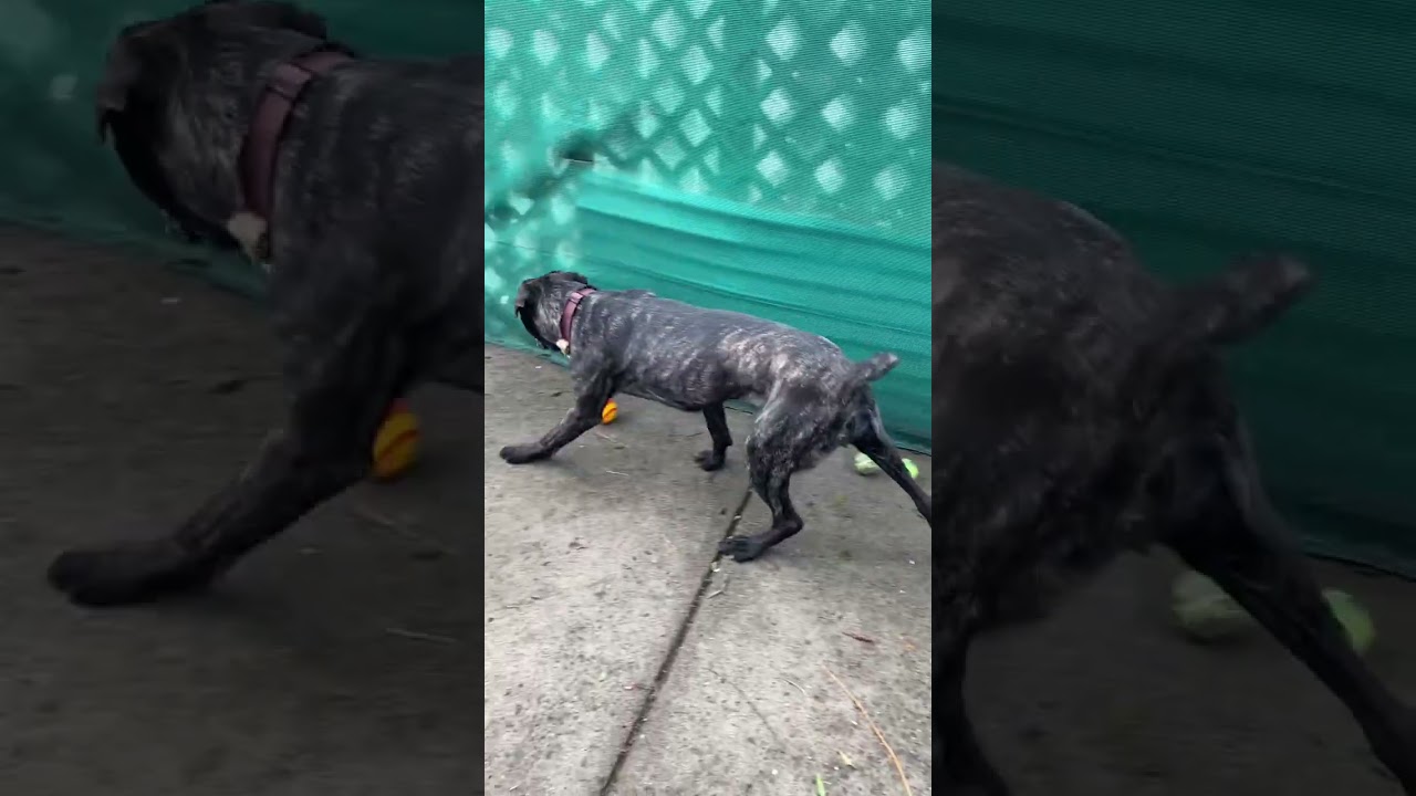 Tulip A657121 Cane Corso Front Street Shelter Sacramento CA
