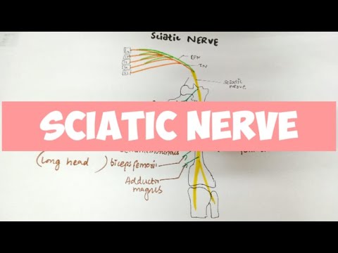 SCIATIC NERVE / Anatomy 👍 - YouTube