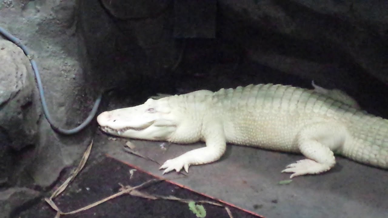 White Alligator King Louie The Alligator Louisville Zoo - YouTube