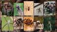 The Fascinating World of Arachnids ile ilgili video