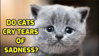 Why Do Cats Have Tears In Their Eyes?