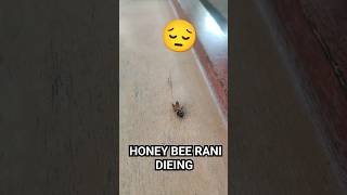 Honey Bee Rani Suffering and Dieing ??? honeybee shorts