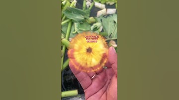 Chúc anh chị ngày mới thật nhiều may mắn và thành công #ốc_bươu #ốc #ốc_bươu_đen #snail #ốc_nhồi