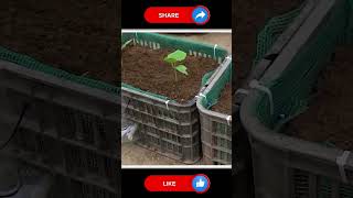 Grow Massive Cucumbers Effortlessly #gardening #vegetables #farming #viralvideo