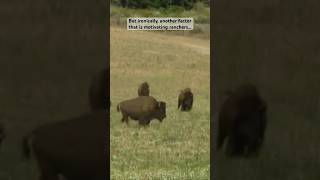 Buffalo Business Boom | Unspoiled Planet #wildlife #buffalo #entrepreneur