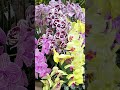 Have you been to Atlanta Botanical Gardens? #garden #tropicalgarden #tropicalflora #gardening