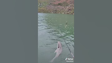 câu cá rô phi kéo mà mê