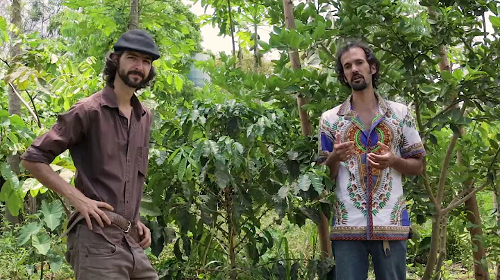 AGROFORESTRY COURSE | Lesson 16, Module 4 - Companion Planting | Food Forest COURSE |