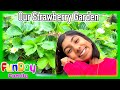 Our Small Strawberry Garden |  Gardening with Urvi and Apu - Funday Family | Funday Kid